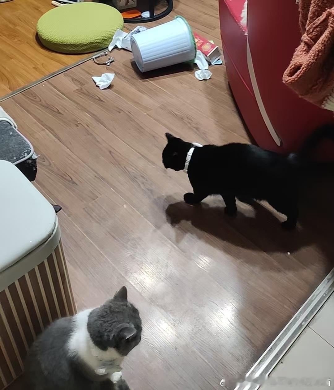 49327【丑猫】半夜家里垃圾桶全倒了是不是闹鬼了 