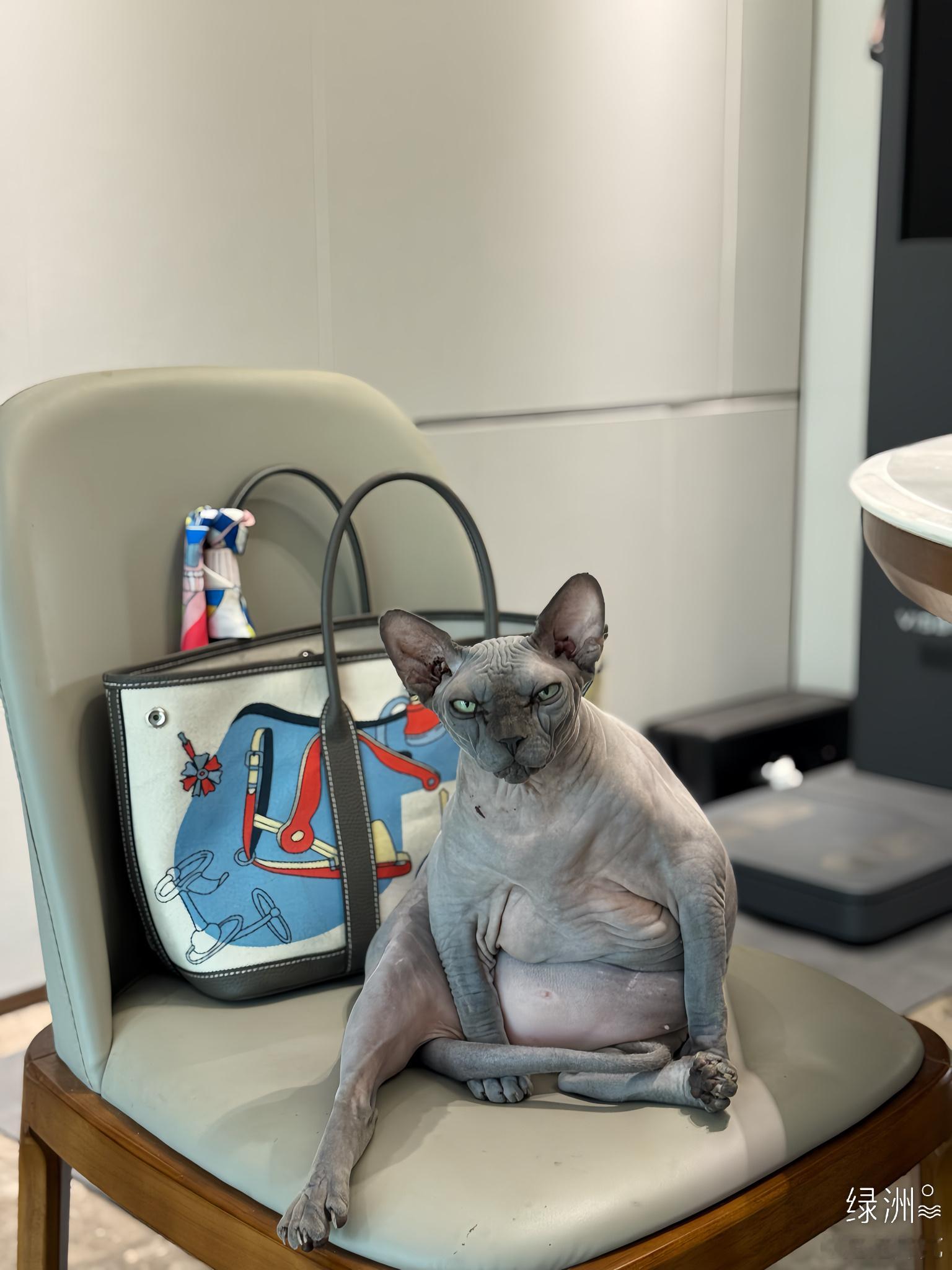🫣您再这么胖下去都不像运动博主的🐱了斯芬克斯无毛猫   ​​​