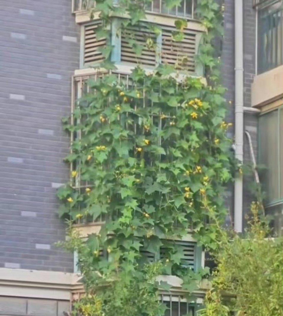 一人种瓜，全楼都是吃瓜群众。 ​​​