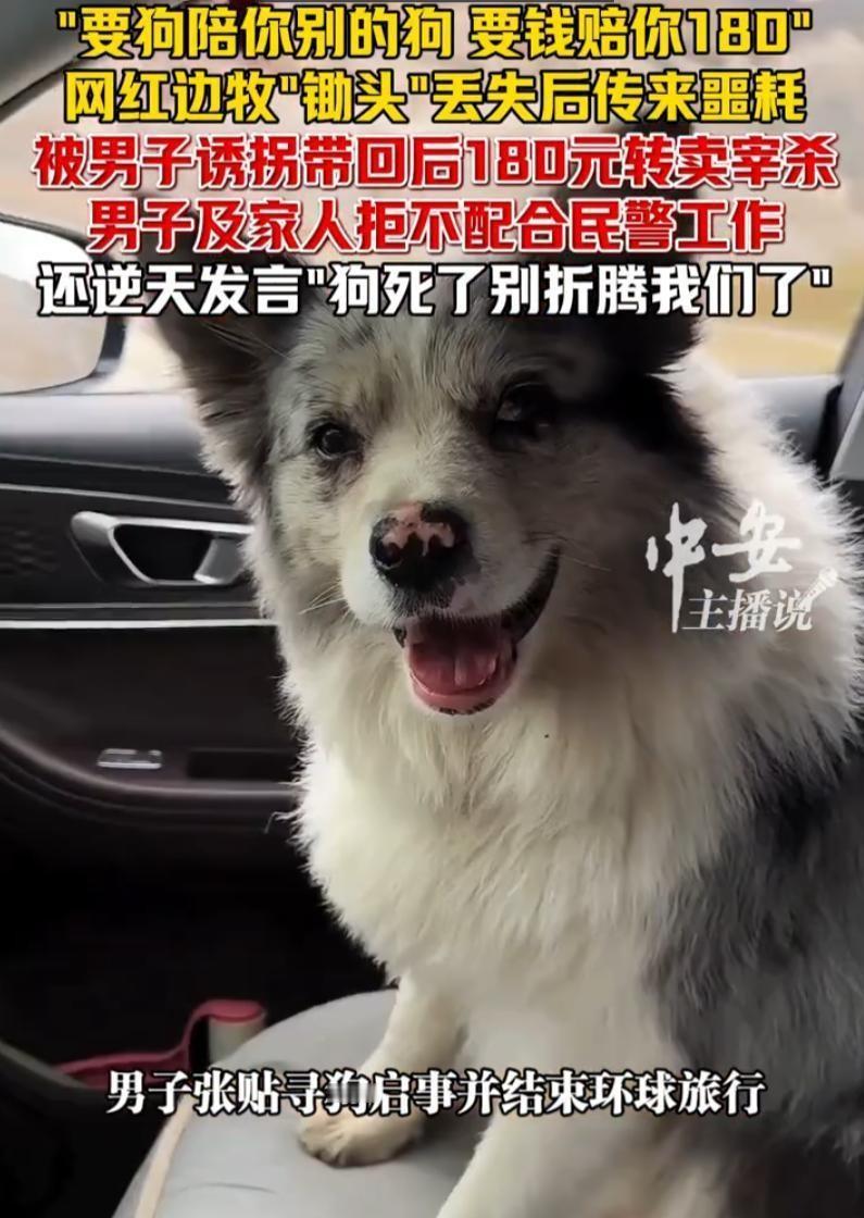 这哪里是纠纷，这分明是泯灭人性的掠夺！在河南，一只坐拥百万粉丝、曾随主人历尽千辛