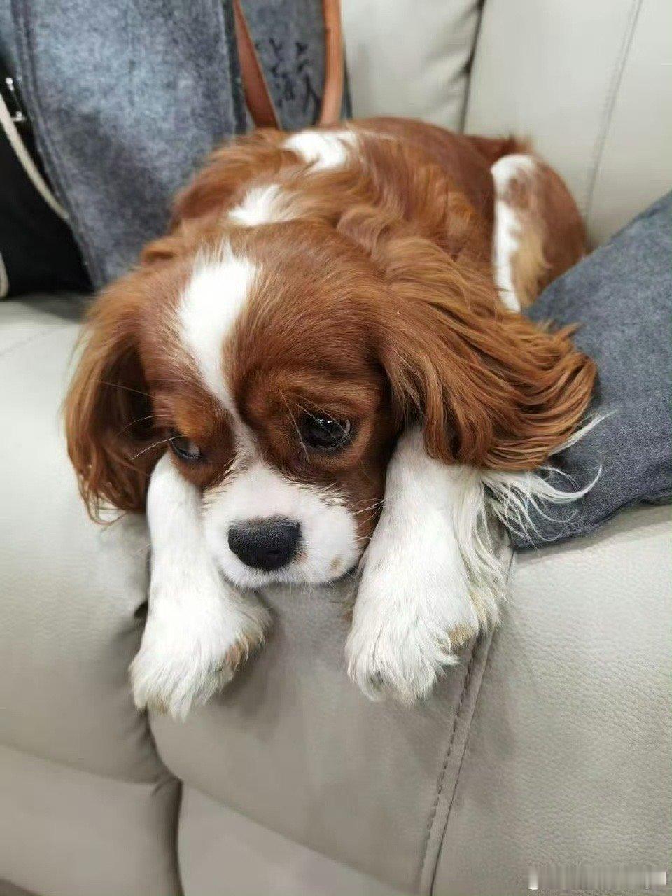 赵今麦这是一条含铁量较大的博  谐音梗虽迟但到！赵今麦的“含铁量”藏着含狗量小心