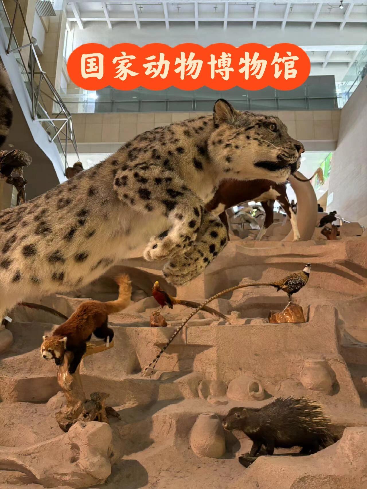博物馆游🐾亚洲最大动物学博物馆｜国家动物博物馆全攻略——标本超全、避暑遛娃、拍