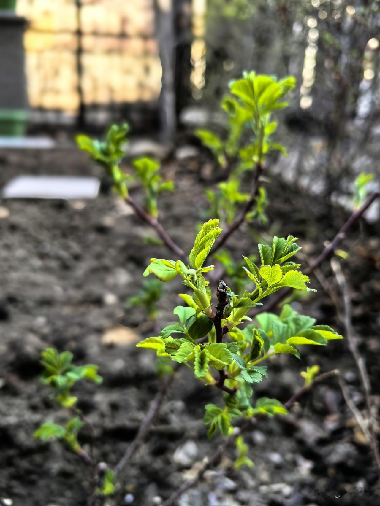 乌鲁木齐近两日气温陡然升高，秋衣秋裤已然穿不住了。今日走在街上，已有人身着T恤、