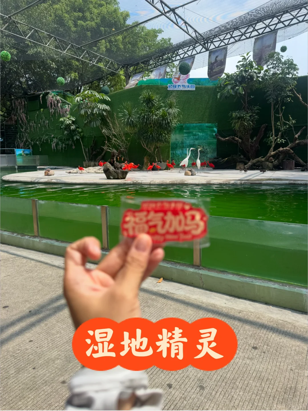 长隆飞鸟乐园导游媛媛