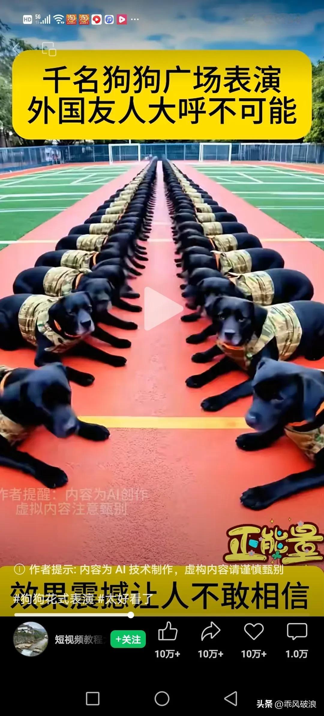 百条军犬在部队操场上进行军训，那场面是何等的壮观，每只军犬的动作与步调都一致。军