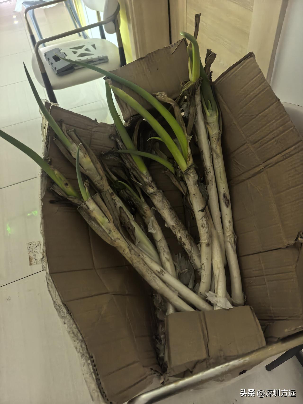 在广州的公寓门口看到这个，恍惚间又回到了在北方读书时冬天的那种场景！老板们猜一下