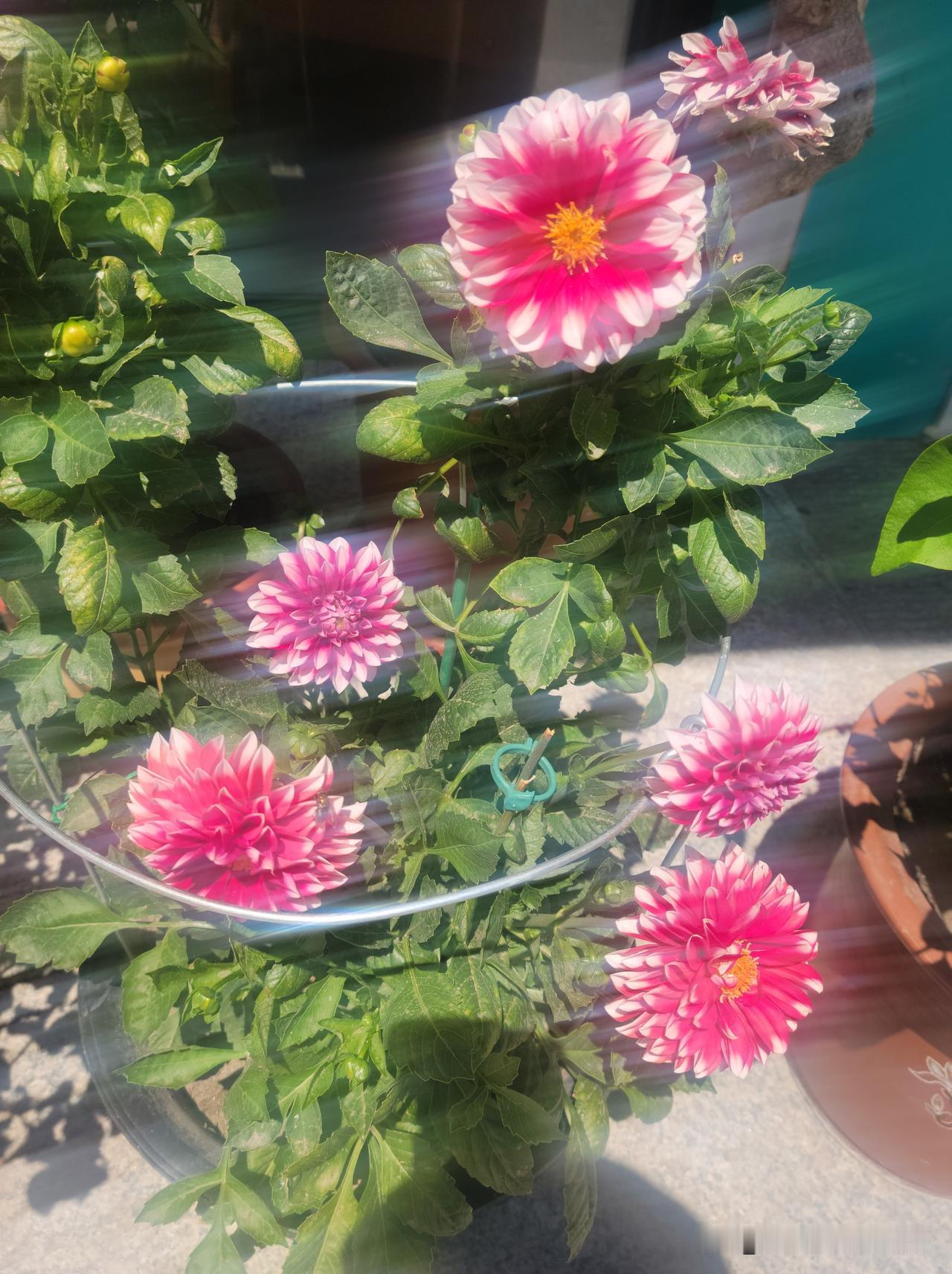 今天是高考第一天。小妹家外甥女高考，小妹全家迎战高考。我看到远在市里我家小区物业