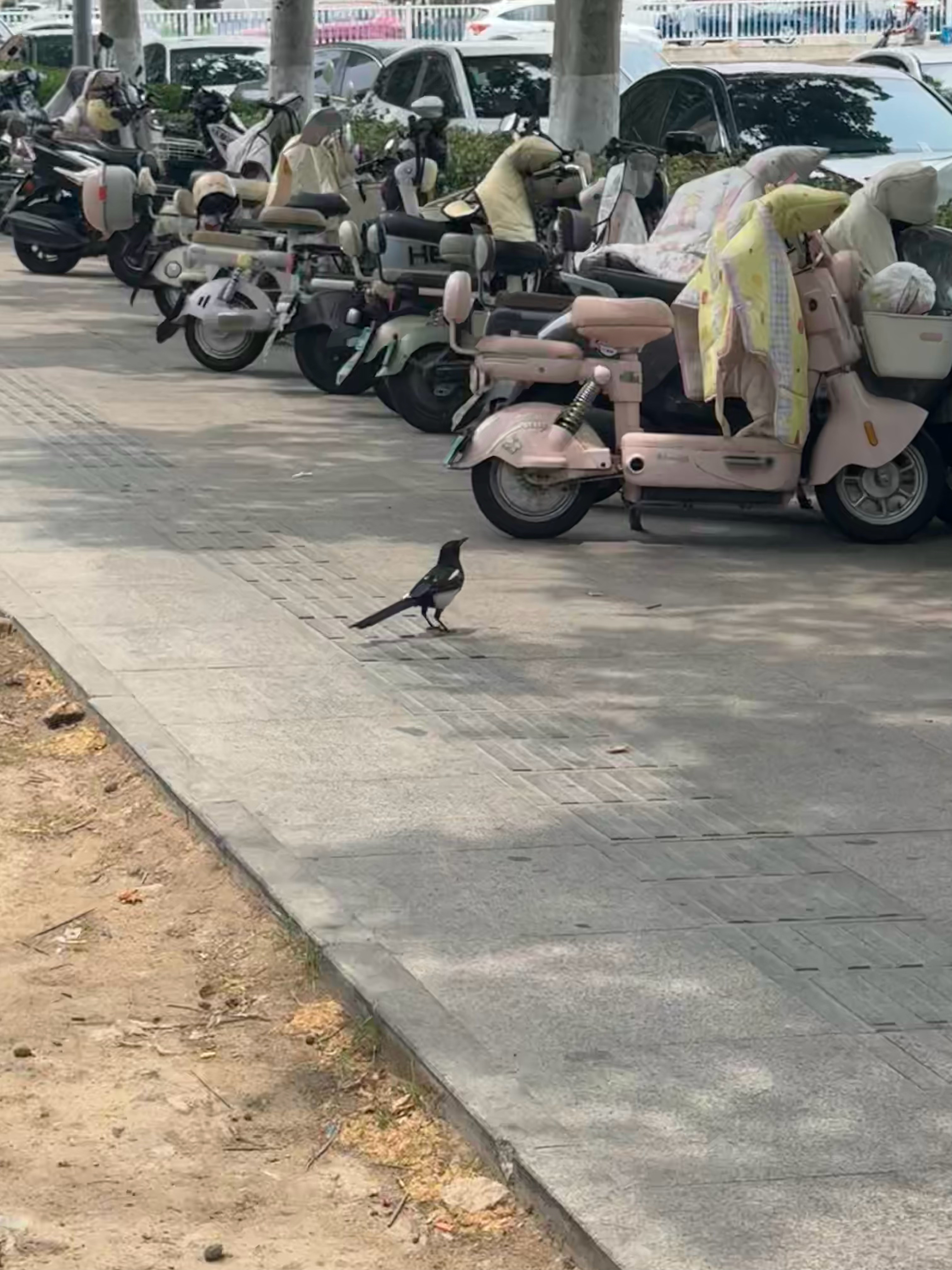 中午下楼看见一只小鸟特别像喜鹊 有人认识吗 