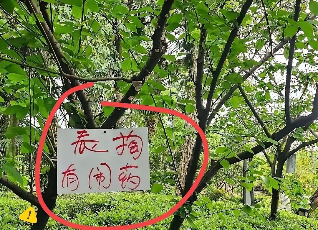 来个四川人解释下，外地人表示看不懂！这树上挂的这几个字什么意思呀？[what]
