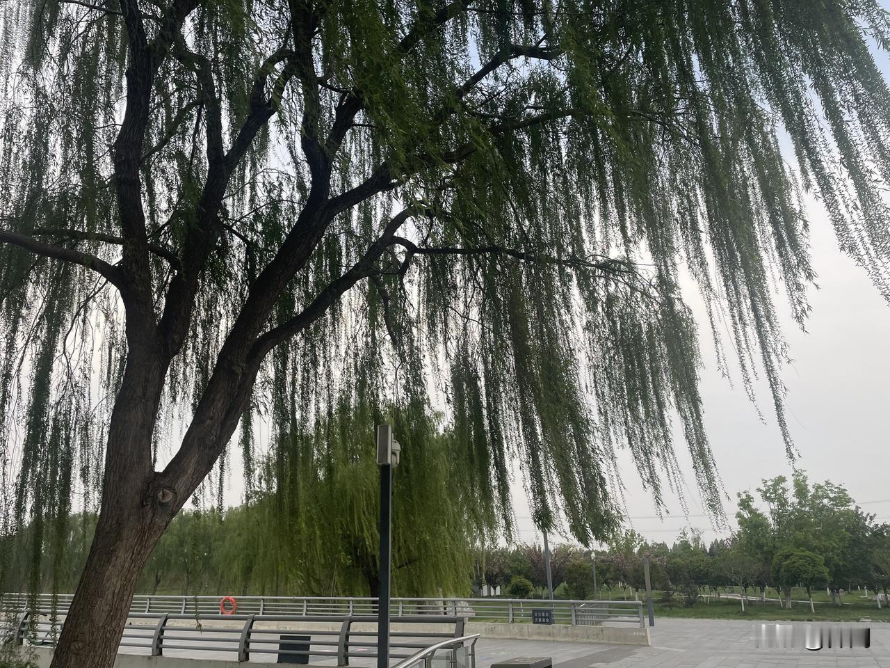 【鹧鸪天•细雨轻敲院里缸】
细雨轻敲院水缸，柔风暗送牡丹香。
阶前碧叶凝珠露，小
