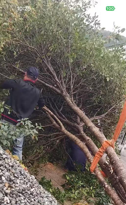 这个吊车师傅的故事令人动容！山东一名女子找来吊车师傅移栽树木，双方说好工钱800
