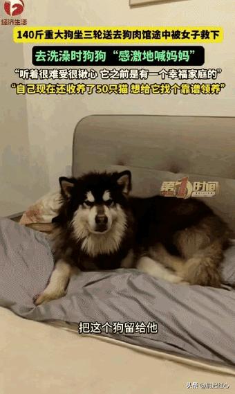 万物皆有灵啊！重庆，一名女子在路上拦下一辆载着140斤大狗的三轮车，得知大爷要把