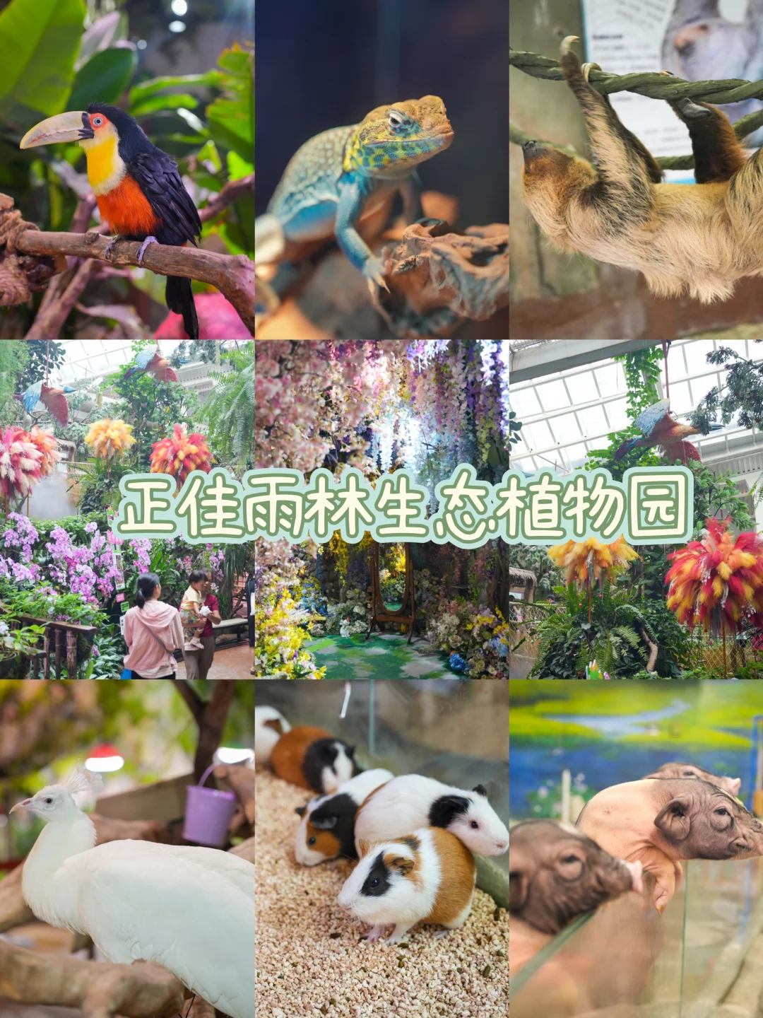 在广州市中心走了一座雨林里的空中廊桥✨️