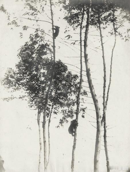 爬在树上的小熊，云南，1908年 ​​​