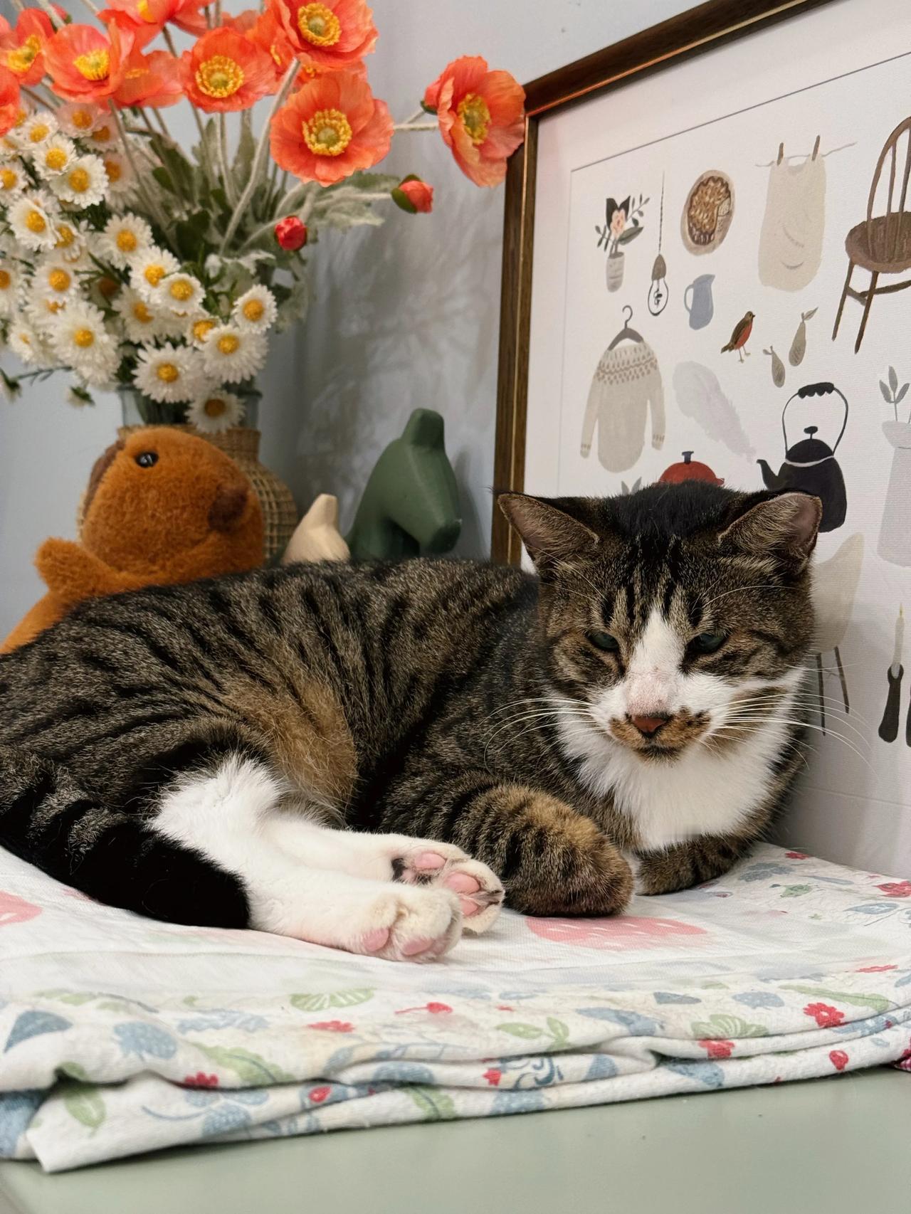这脚指甲是不是也得安排一下了？
#萌宠# #猫咪#