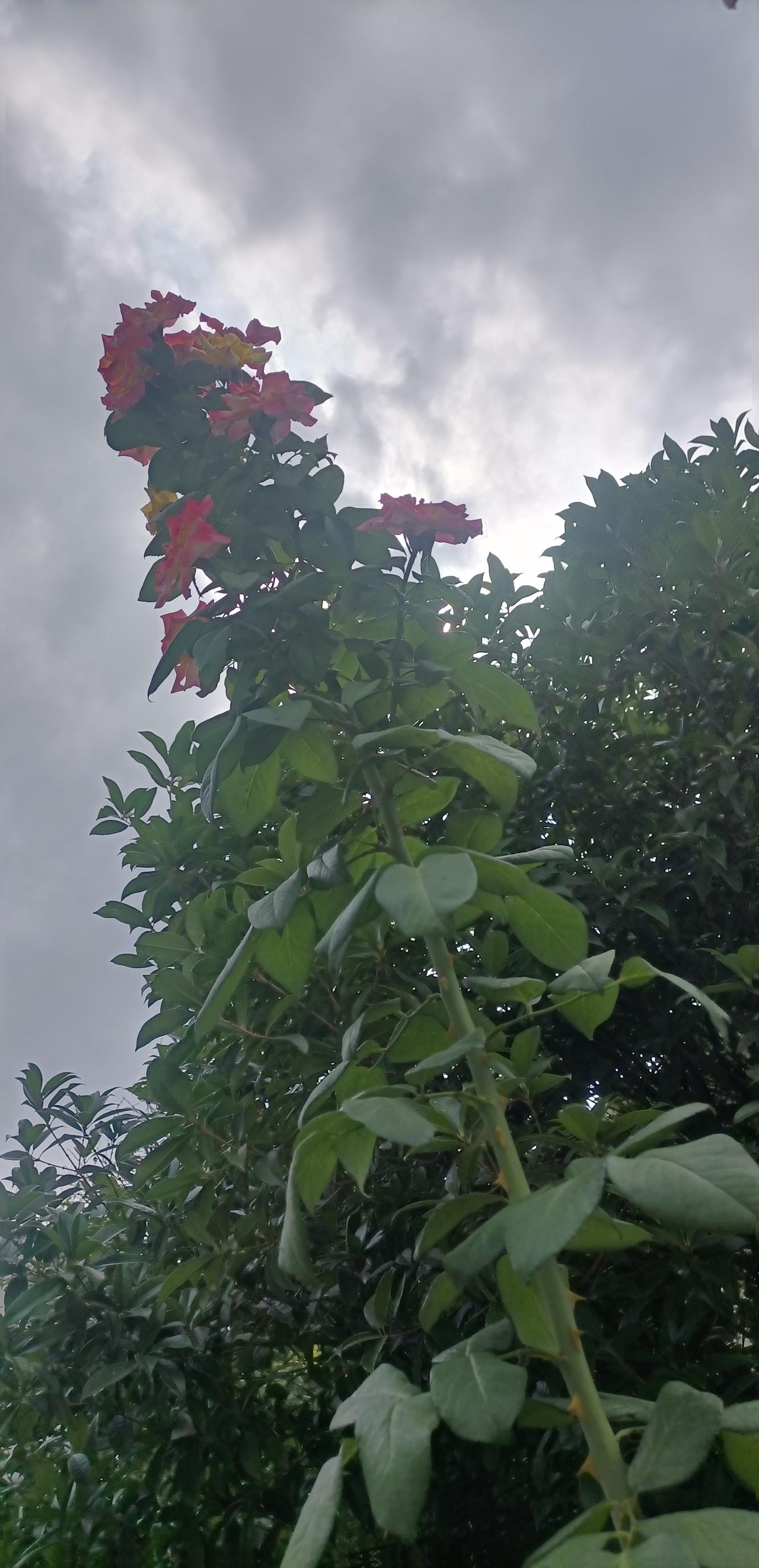 【夏之韵·夏日雨后的红月季】分享一下你随手拍下的照片
夏日雨后的红月季，清新俊逸