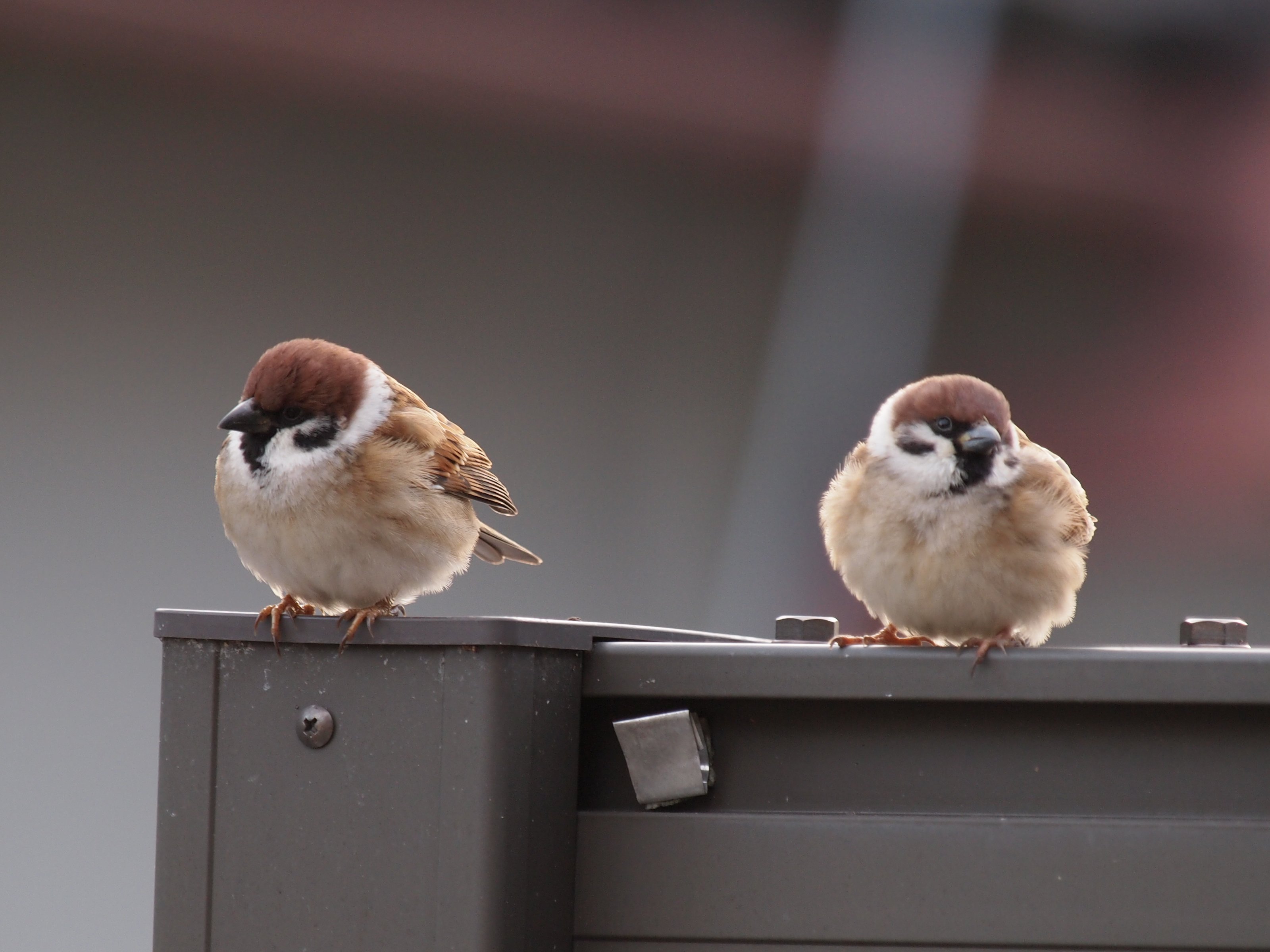 麻雀 就喜欢看麻球们挺着毛绒肚皮叽叽喳喳开会的场景【推：HimaGclub199