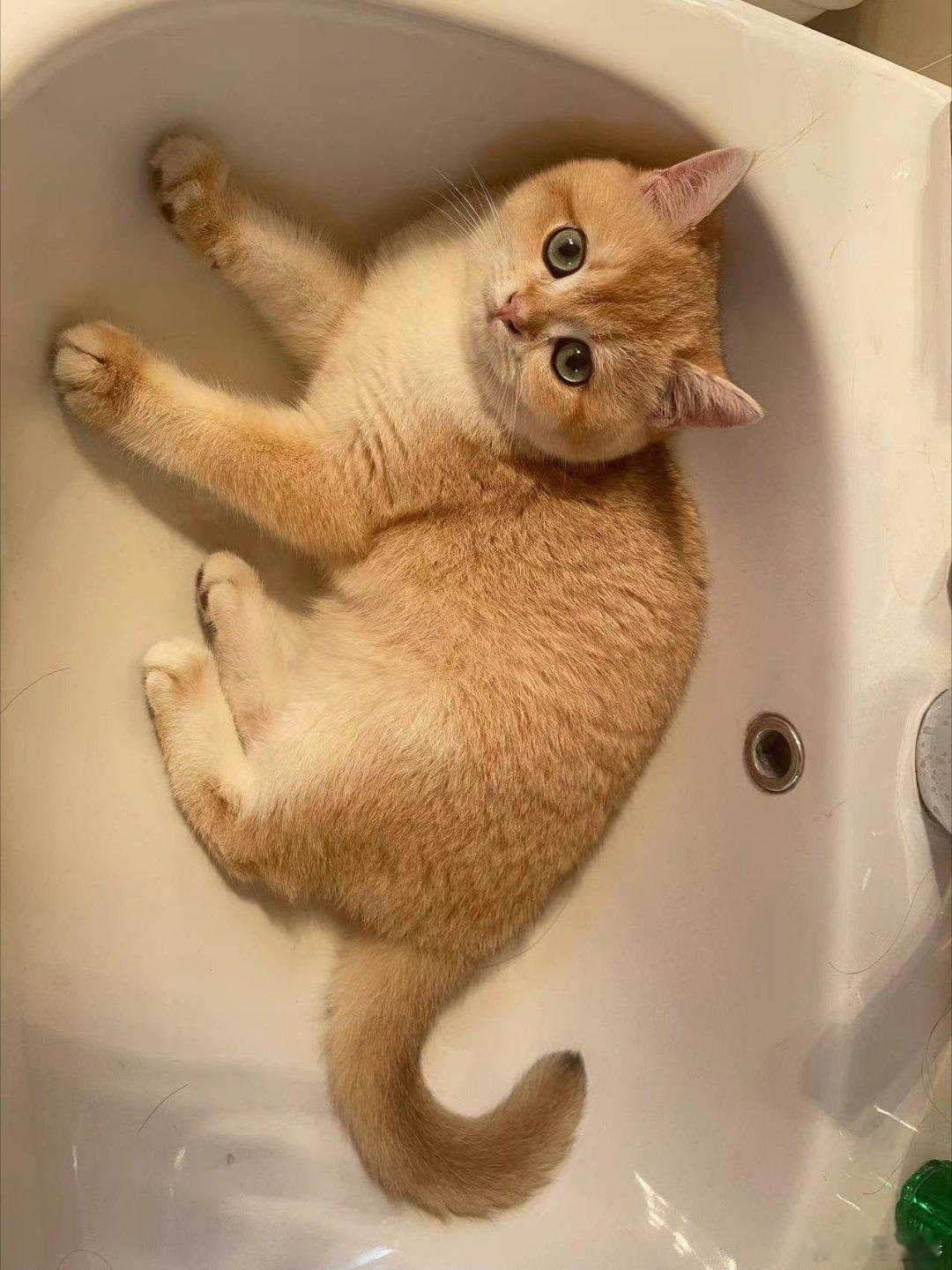 同事姐姐的前男友的猫……上我车了，你们看像不像？小米汽车付卷卷