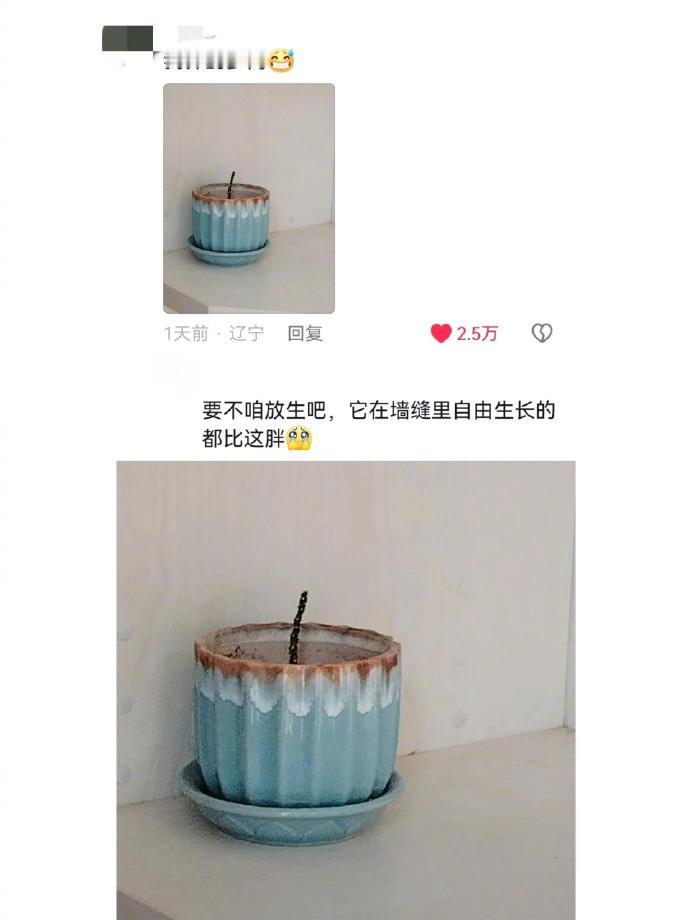 这一刻感受到了植物的无力感 ​​​