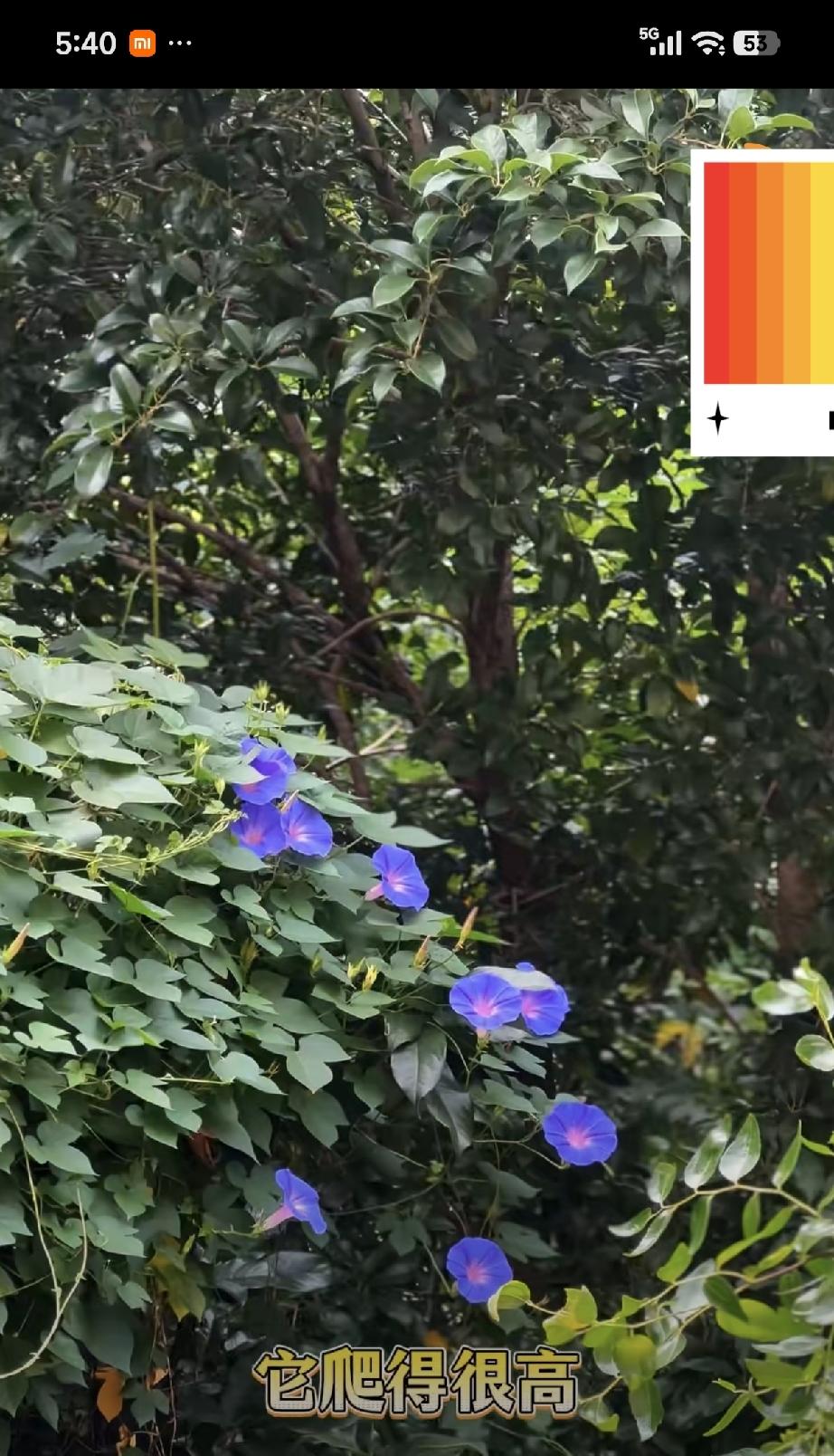 叶檀说
我想活成牵牛花
一天一轮回，
不必时时完美
但全然幸福
——🌿——🌿