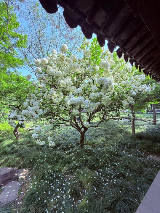 清晨的留园一角见证一场绣球雨