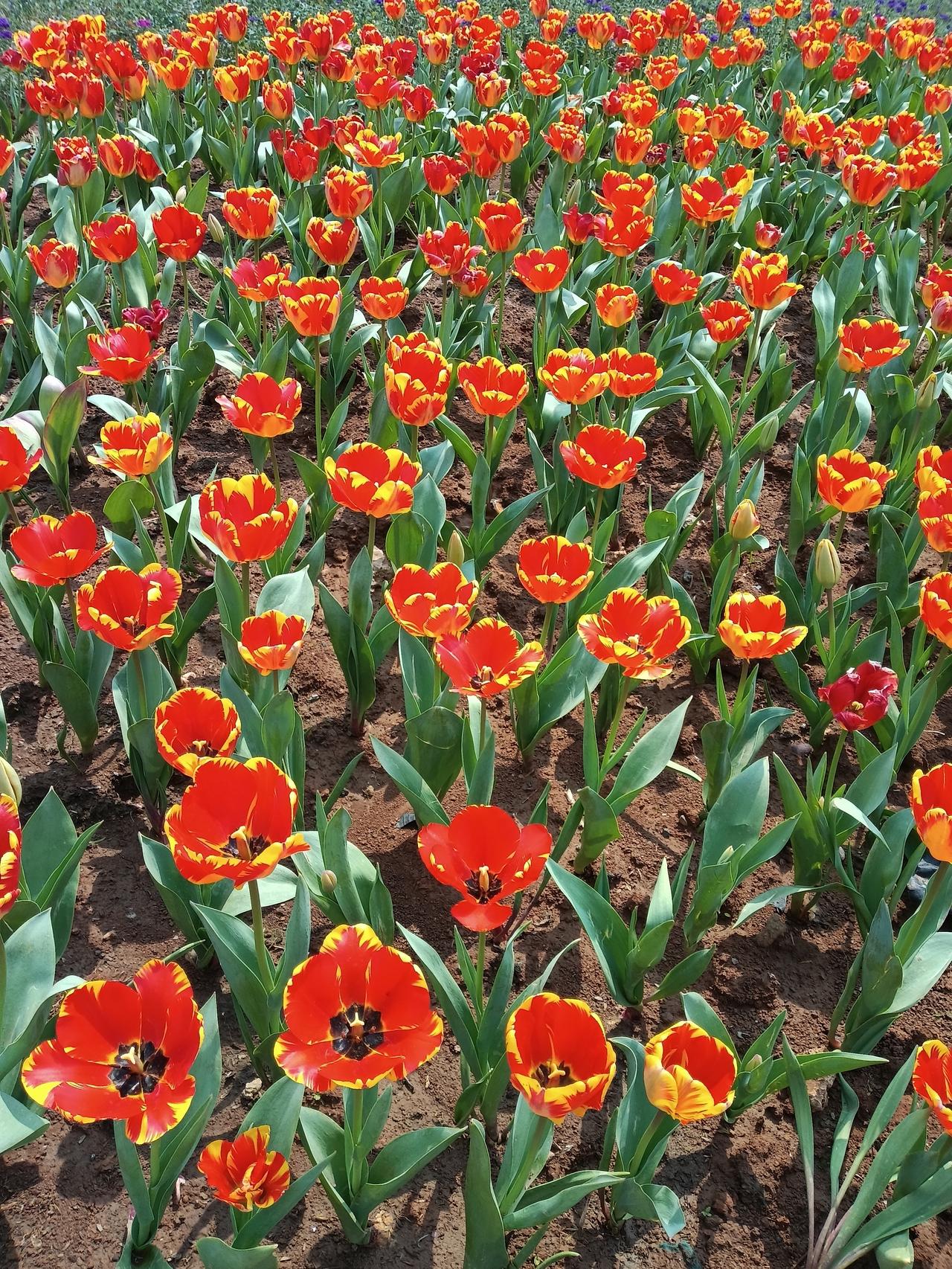 想看看你们拍的郁金香你们拍的真美！看看鹤壁的怎么样？