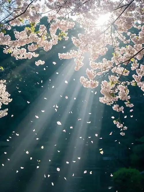 诚邀下联
上联：秋雨无情伤落叶
下联：春风有意助飞花