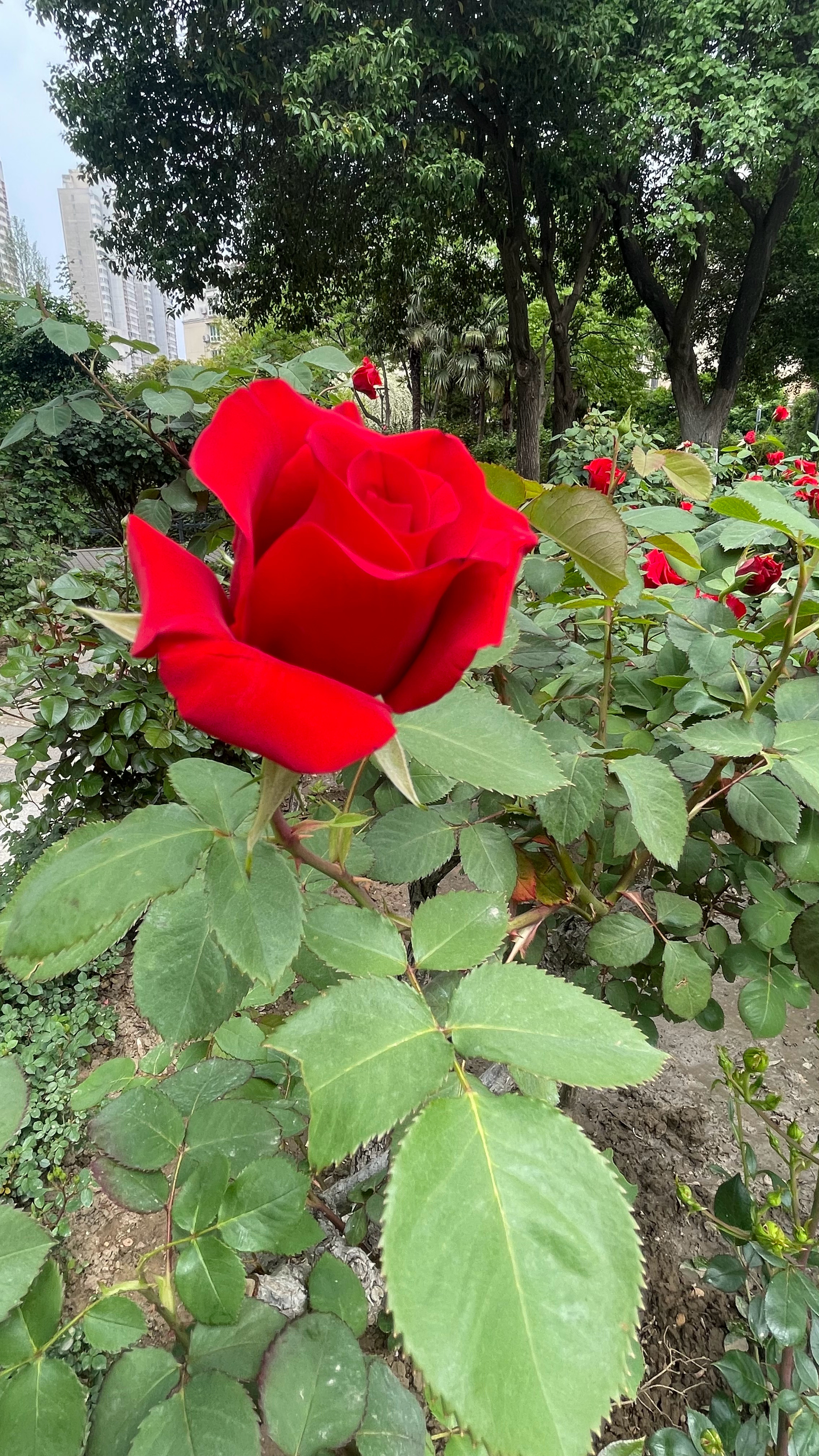 月季玫瑰蔷薇各有风情 