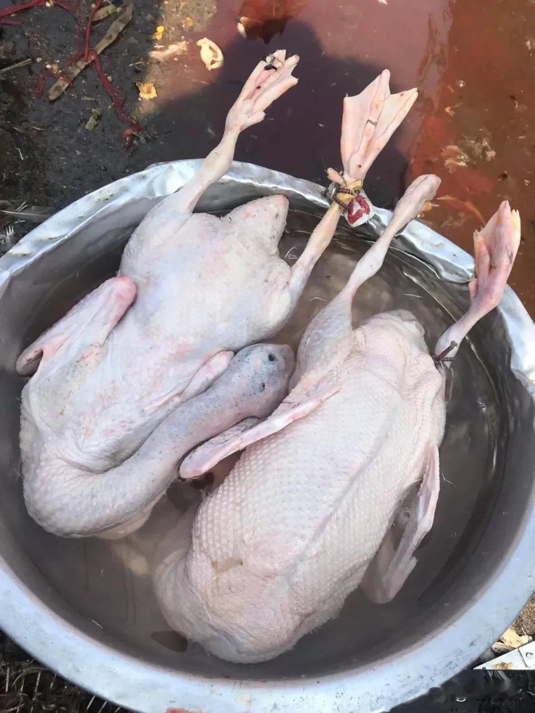 在我们这里，过时过节就要在神龛前杀鸡杀鸭，以血食祭一下祖宗。这个时候，家人十分在