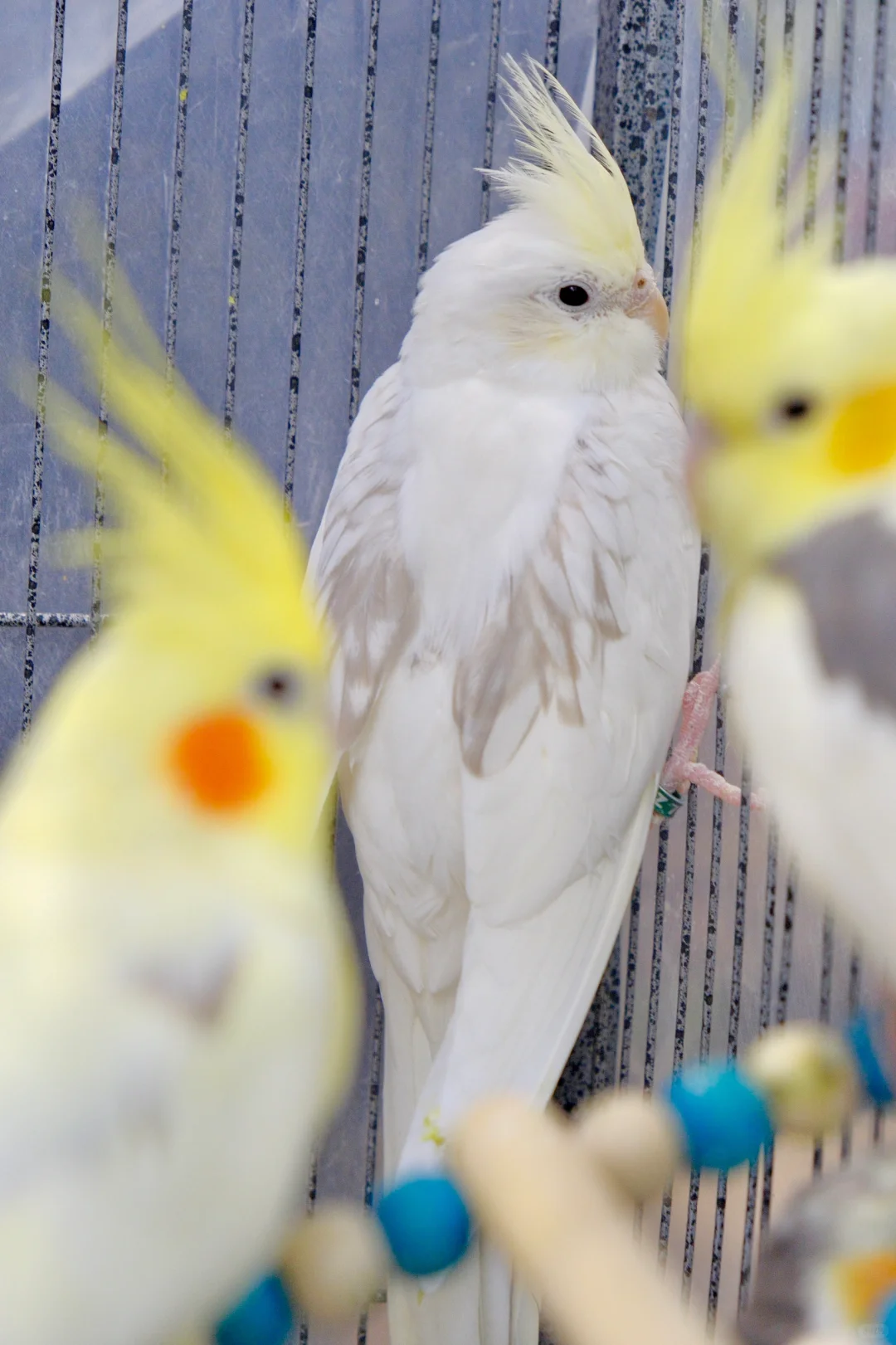 遇到一只心动小鸡！！