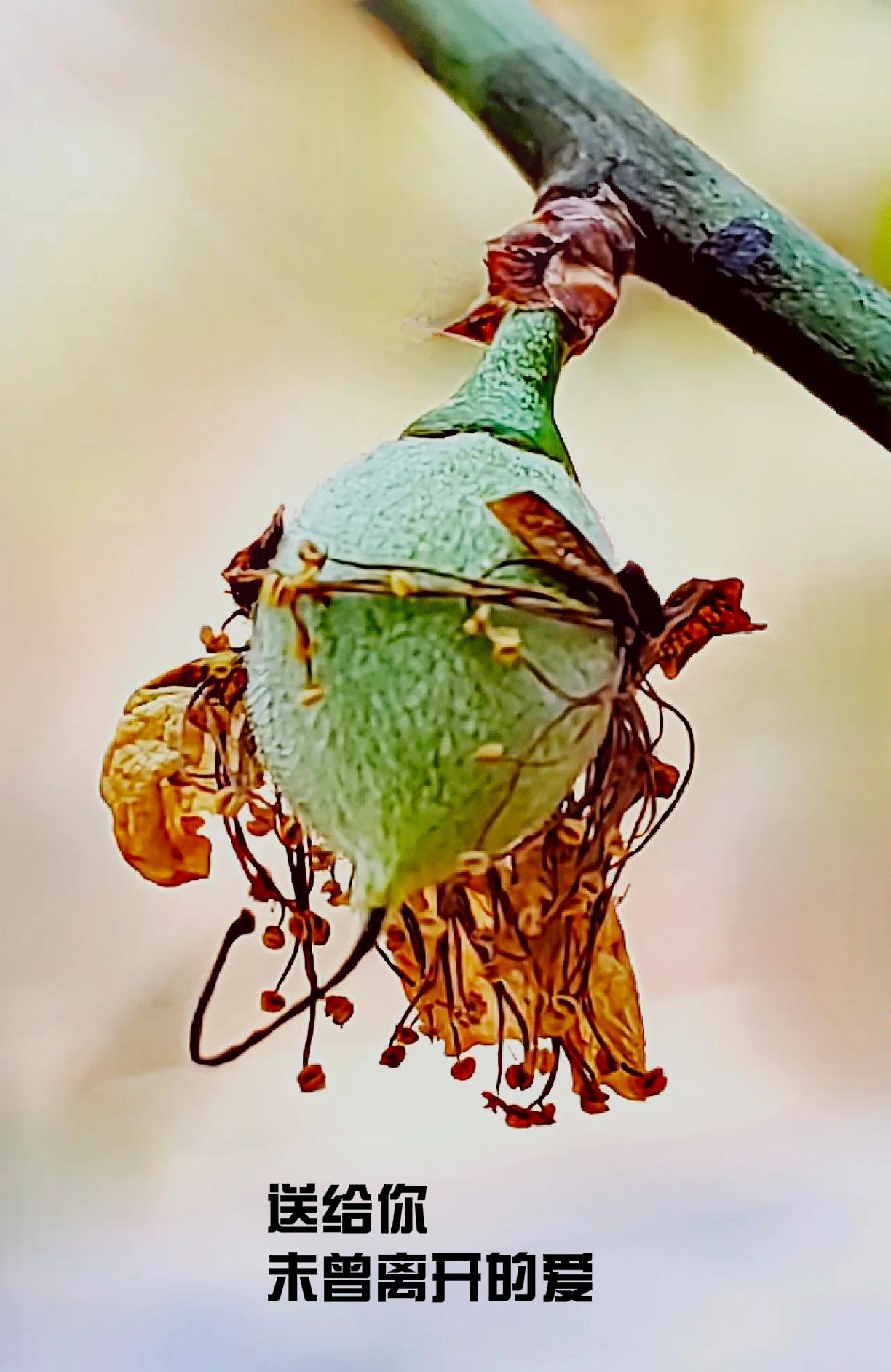 他们的爱如同这枯萎的花蕊，看似完成了使命，实则化作了更深沉的庇佑。

立春的午后