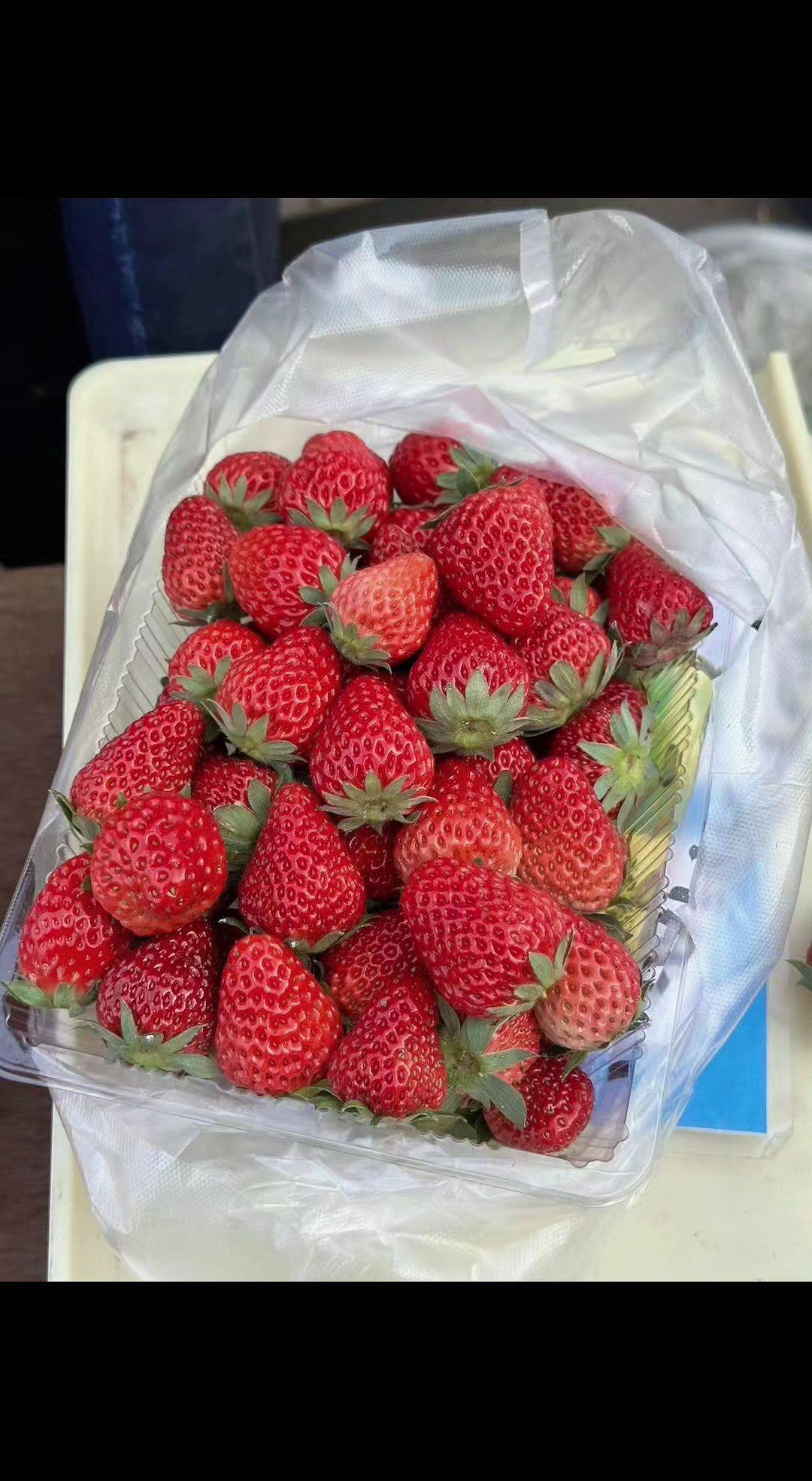 🍓这红是把春天揉碎了吧！咬开像爆浆的小太阳☀️，甜到心尖都在颤～