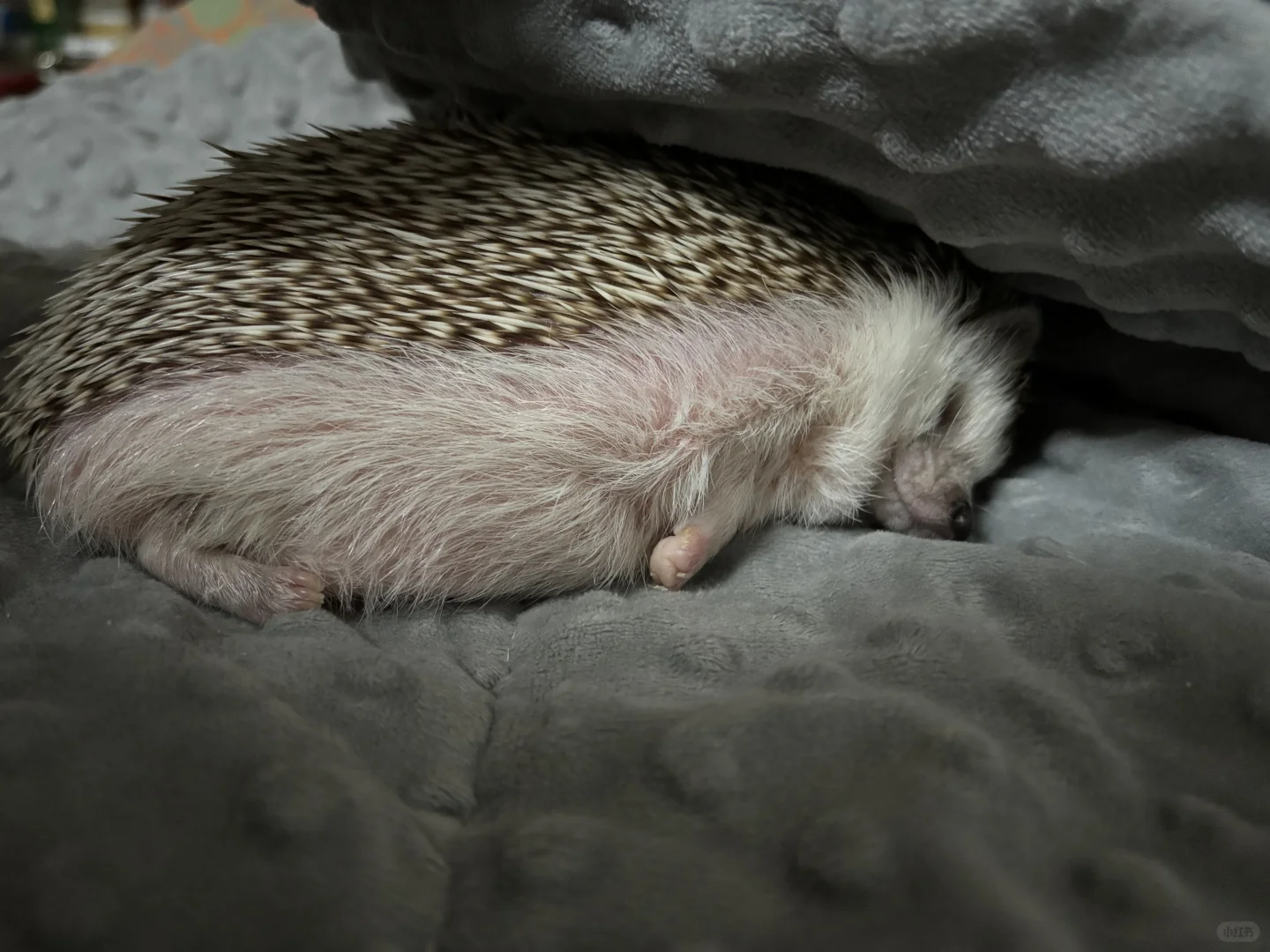 偷看淑芬睡觉💤