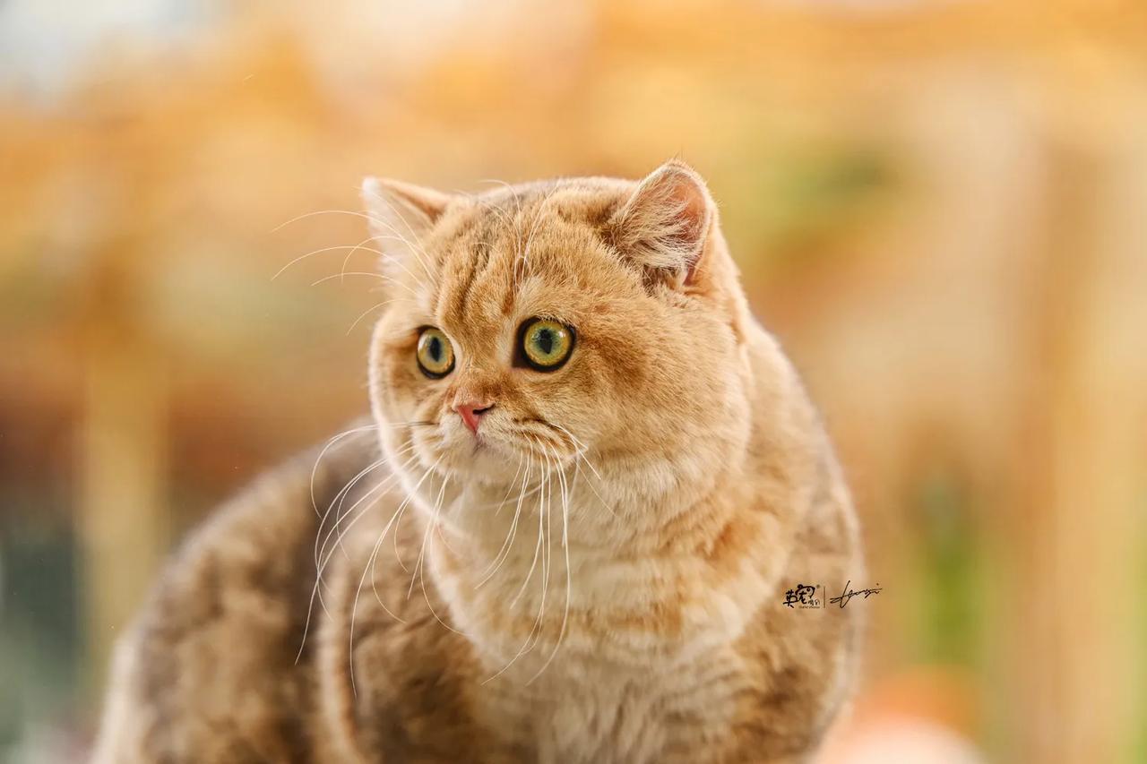 咪：今天我第一次出门，让你们看看什么叫初来乍到🥳
【西安拍摄】