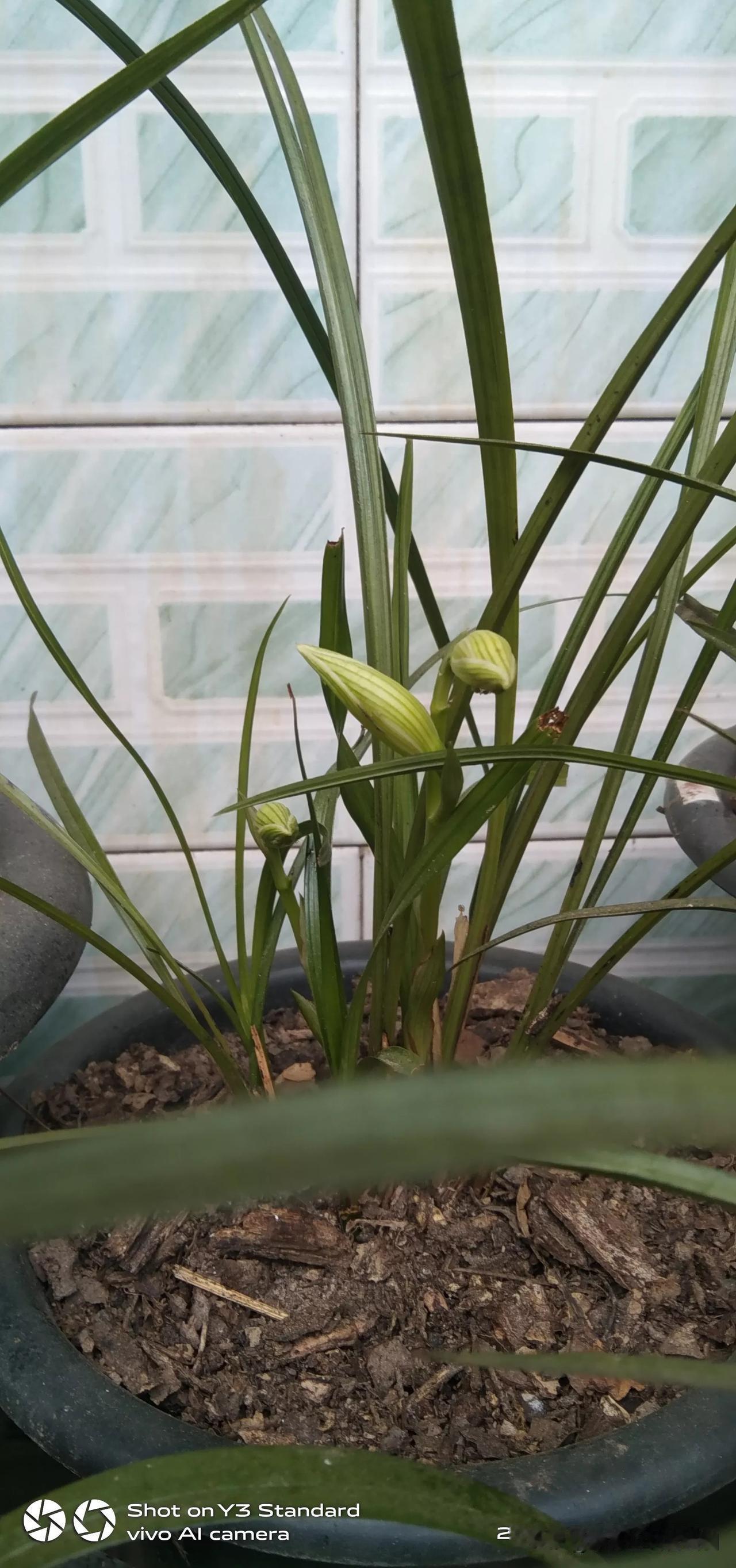 今年本来花开的少，又生绿色的蜜虫子。刺激花苞了。在打了灭割灵，更加刺激花苞了。所