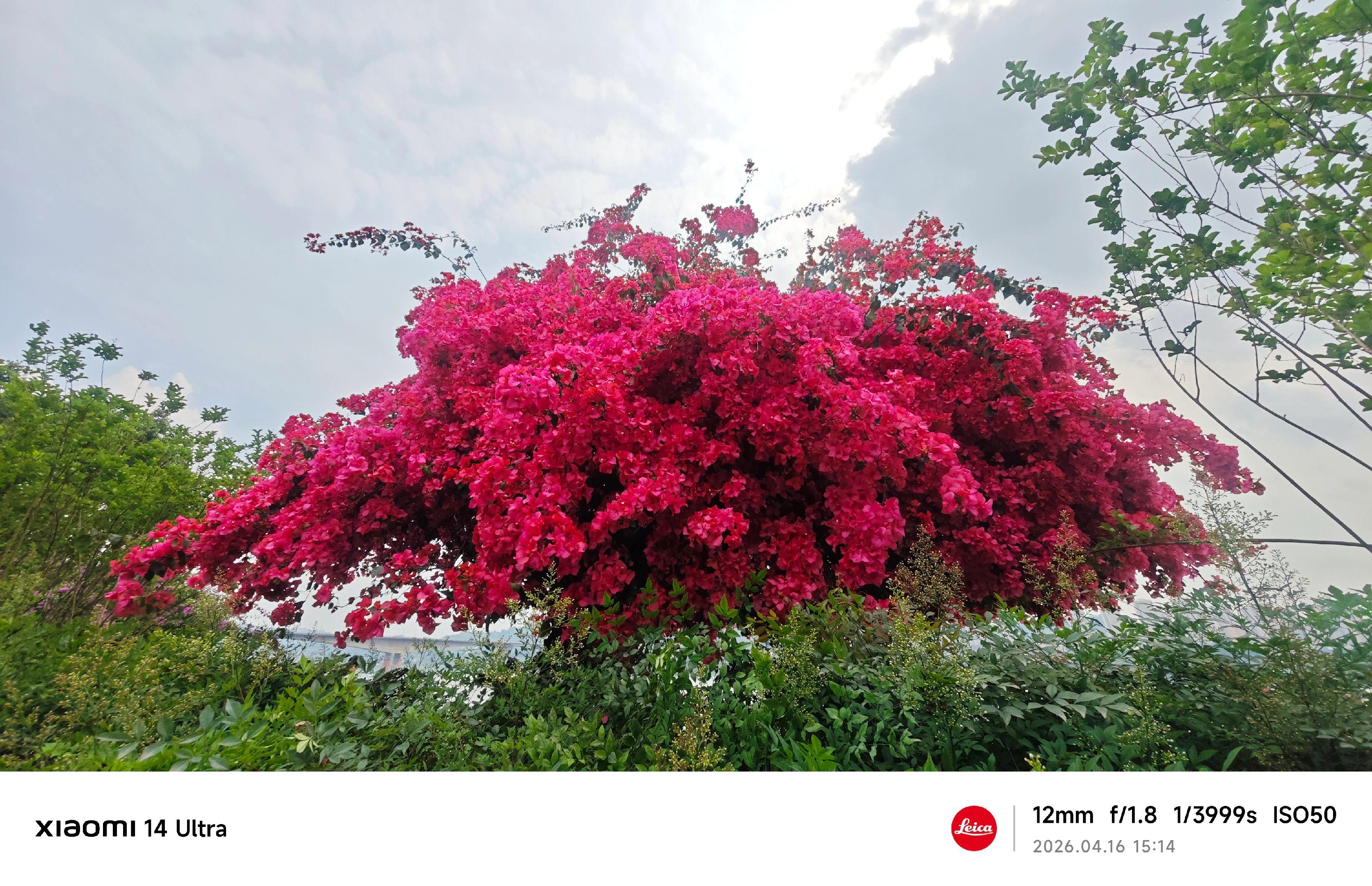 江津网红三角梅