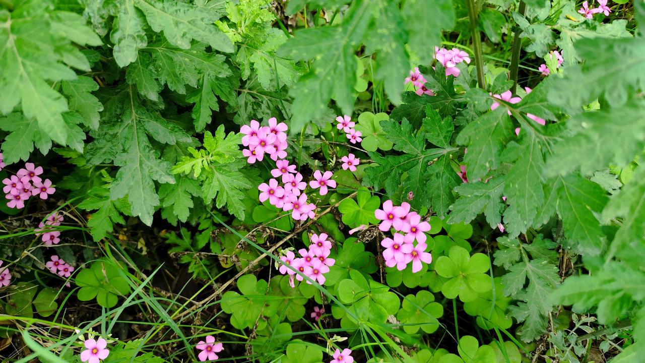 今年春天最想实现的心愿过好自己的每一天就好！随手拍漂亮花草