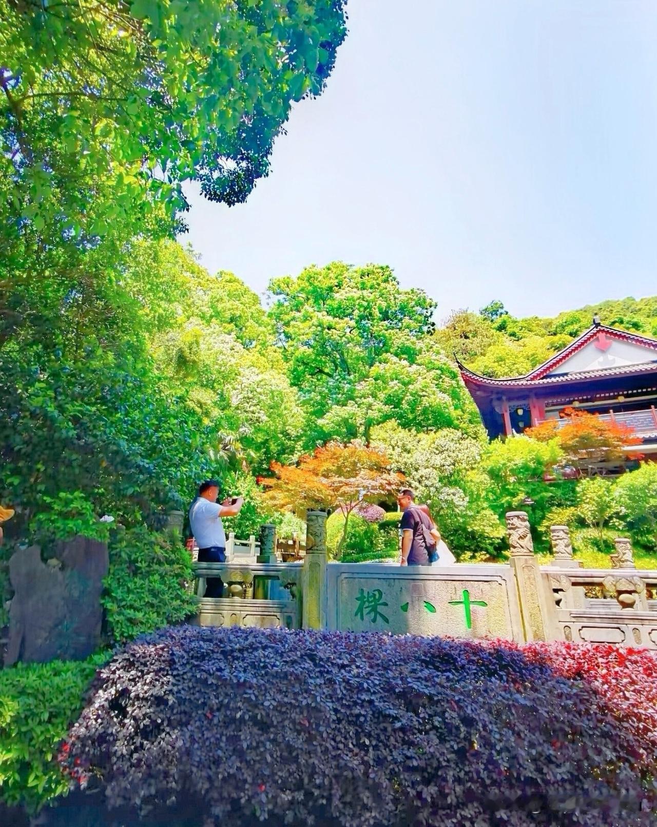徒步杭州西湖群山，‌走进杭州西湖龙井村的“十八棵御茶园”‌十八棵龙井御茶‌位于杭