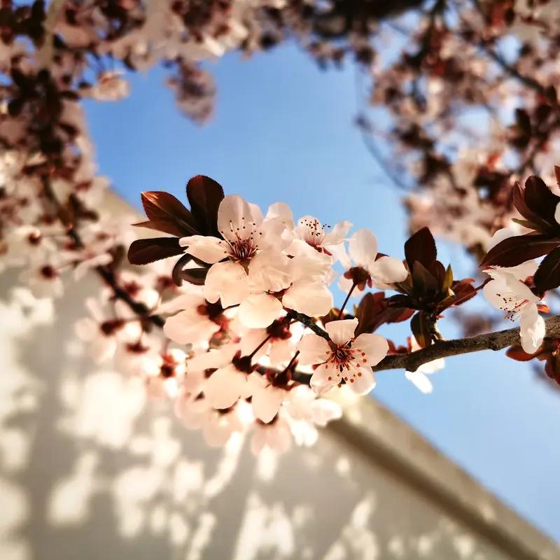AI妙生图我爱春暖花开。