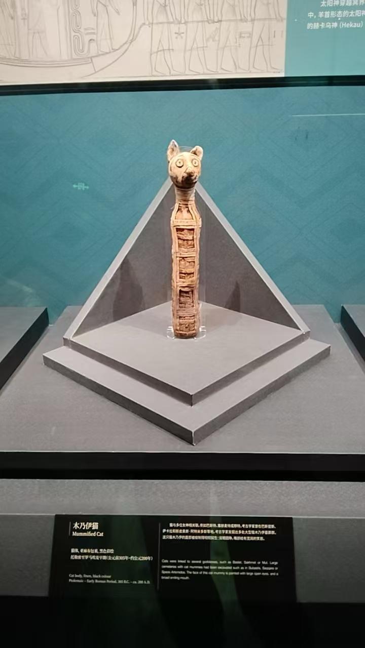 49504【丑猫】埃及展偶遇两只 