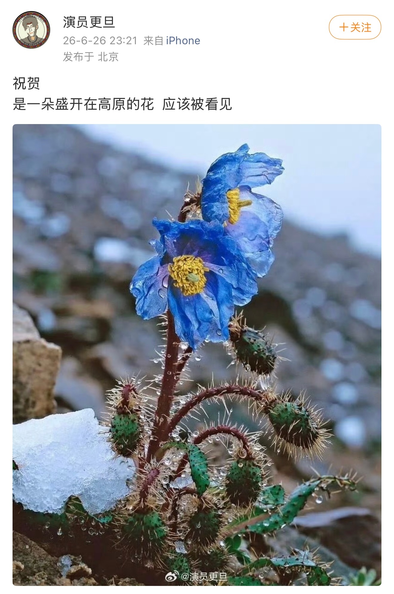 天呐我们生命树，我们巡山队杨紫白玉兰视后