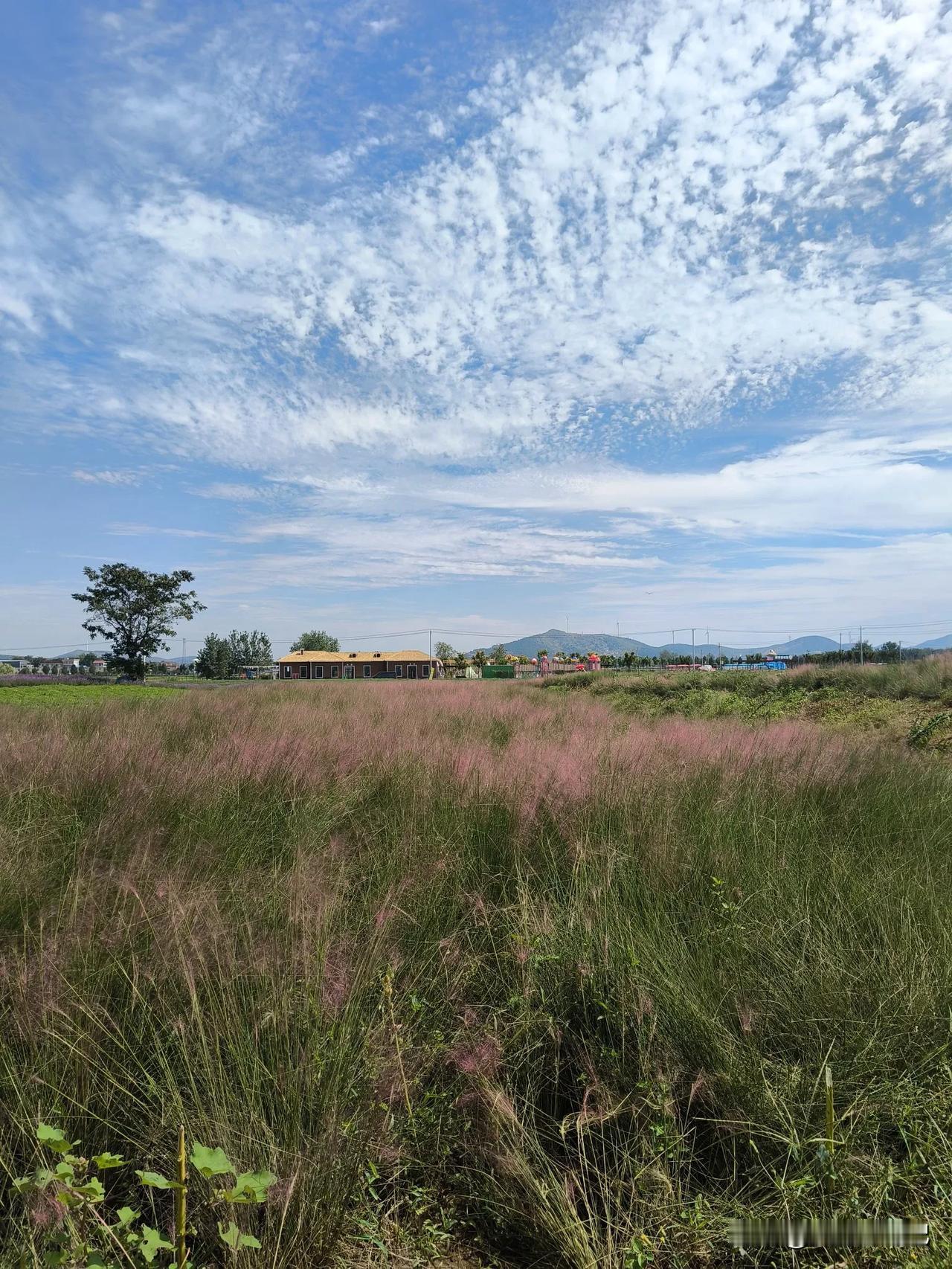 宿州西山花海美景
宿州有风景，
符离大道西。
粉黛渐变红，
薰衣草正浓。
风吹花