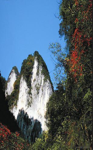【十八里长峡】十八里长峡是湖北最后一块未经开发的处女地。呈现给我们是原始的森林、