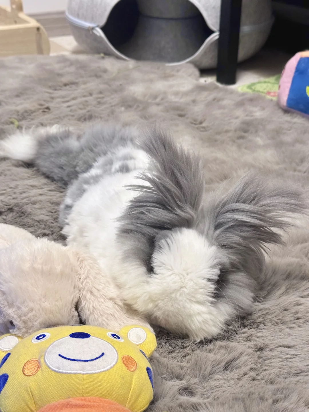 悠闲小猪🐷