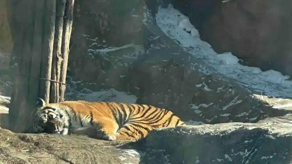 2026年春节期间，哈尔滨东北虎林园因冰雪旅游火爆，日均接待量破万人次。为应对游