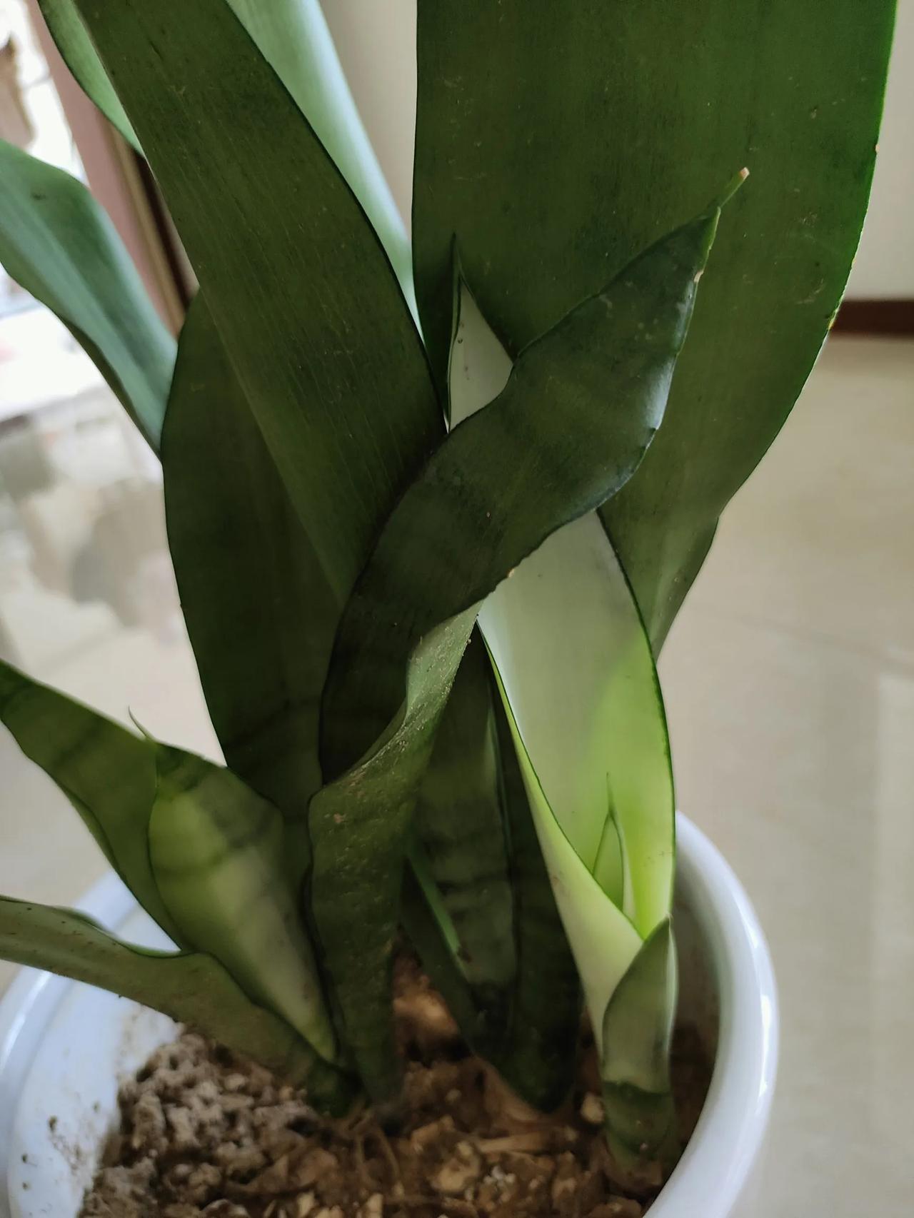 #分享自家养的花# 
养的三盆虎尾兰，也不知道都是什么品种。最喜欢第一盆，喜欢叶