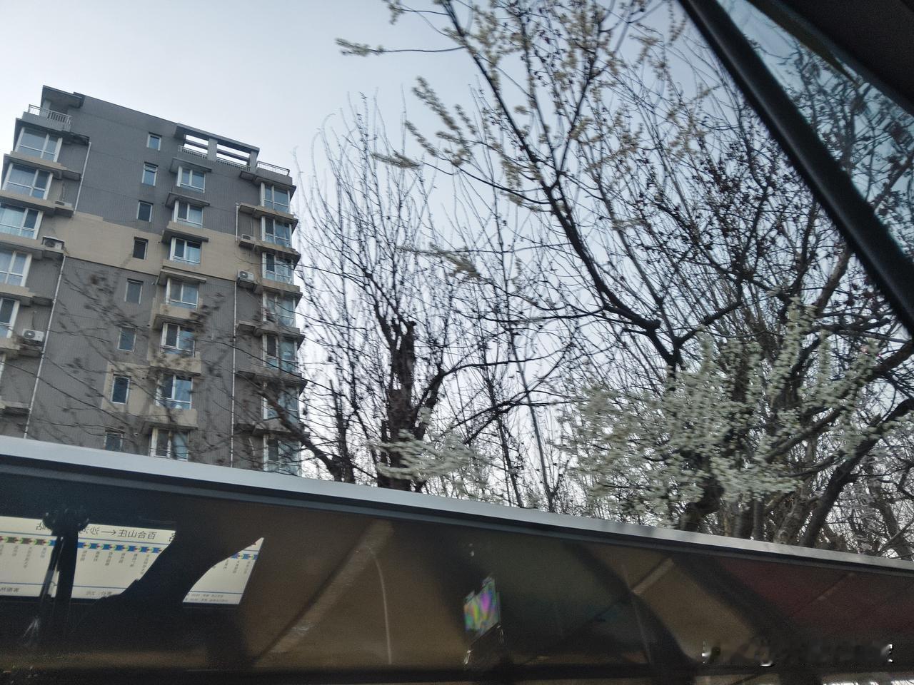 大连市内的“最美公交站”——黄河桥公交站最近又开始展现它的“美”了。每当到了春季