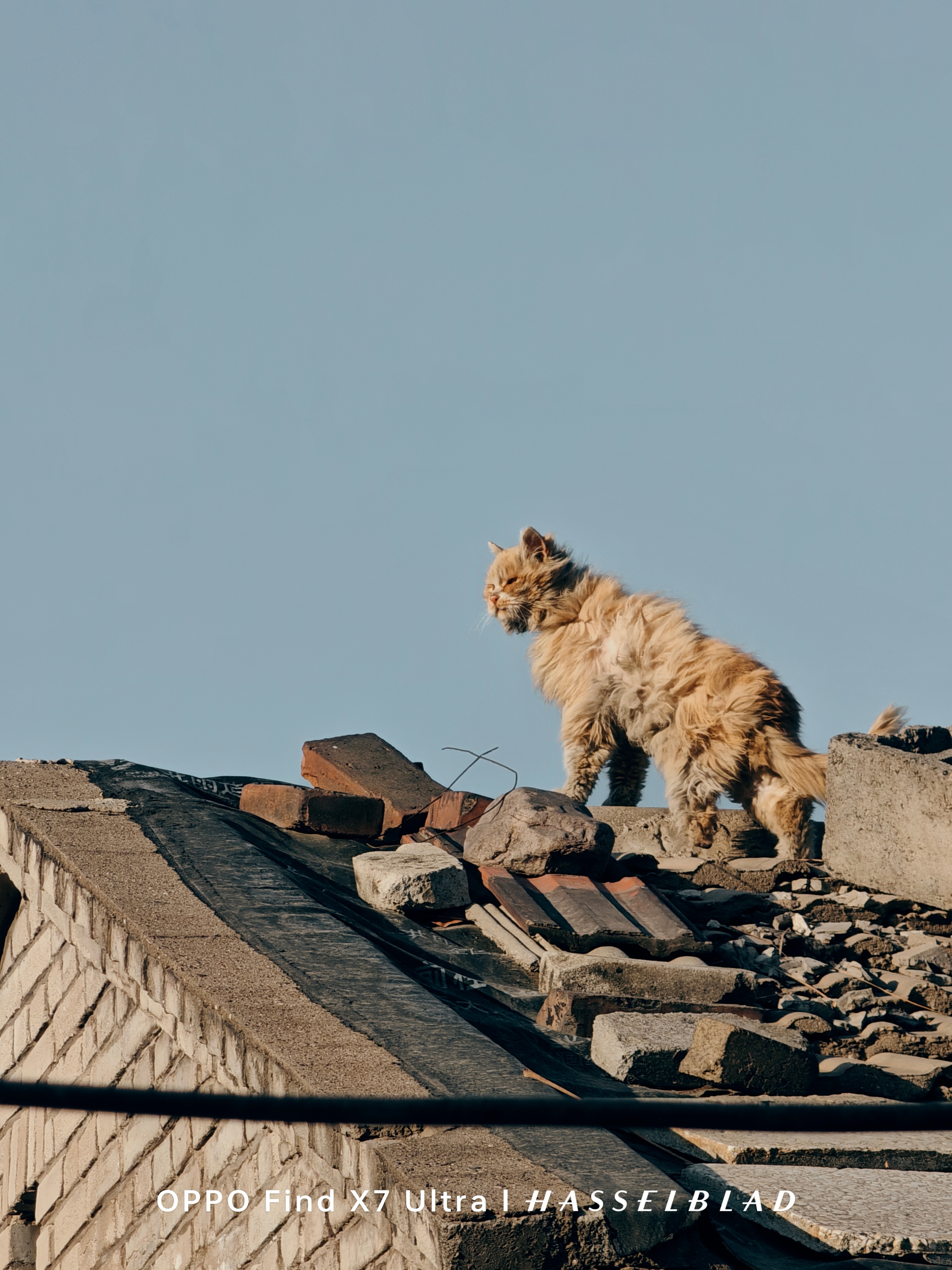 你看它，像一个邋遢又落魄的“乞丐”，可它傲着寒风，喉咙洪亮有力，一只眼俯瞰前方，