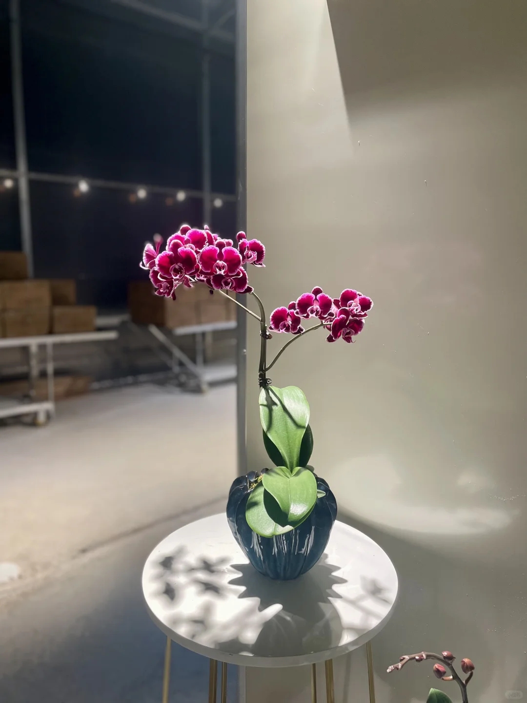 只有一株孤單的拉丁舞裙在這裡陪我
