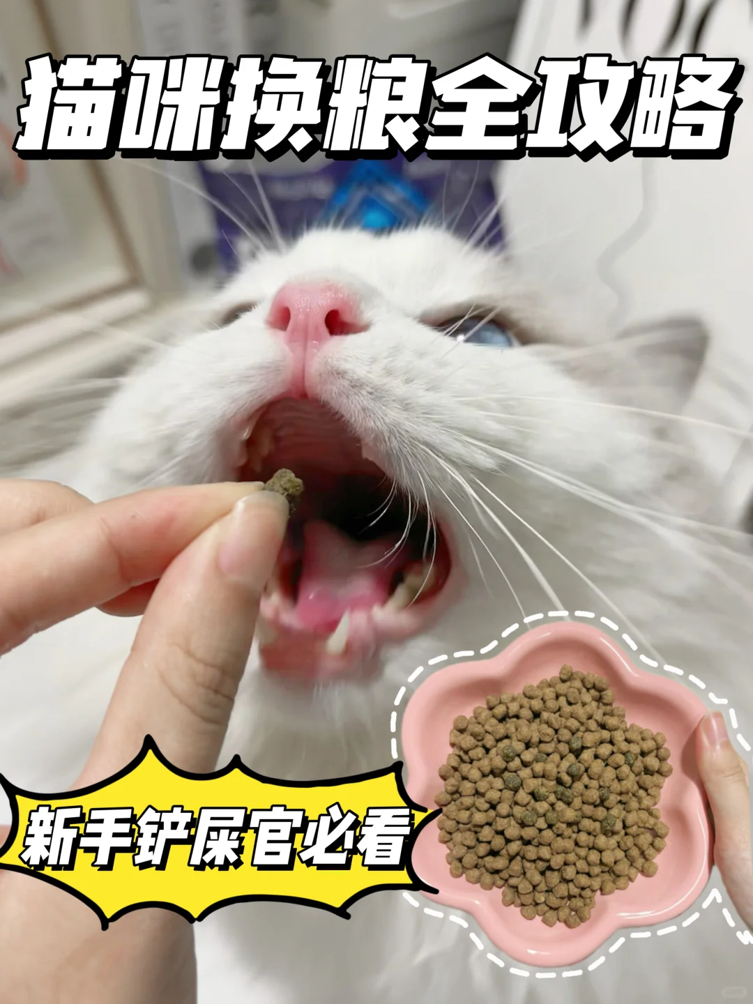 新手铲屎官必看：猫咪换粮全攻略！